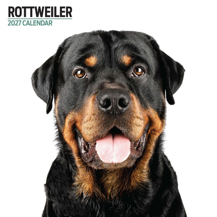 Magnet & Steel Rottweiler Modern Kalender 2027