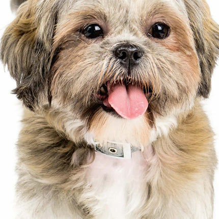 Magnet & Steel Shih Tzu Kalender 2026 Slimline