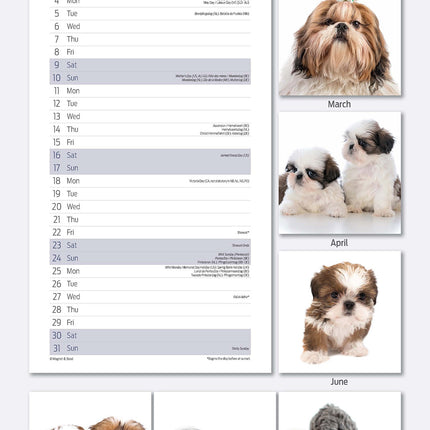 Magnet & Steel Shih Tzu Kalender 2026 Slimline