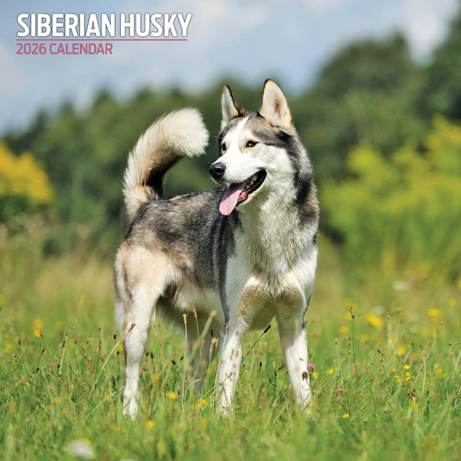Magnet & Steel Siberian Husky Kalender 2026
