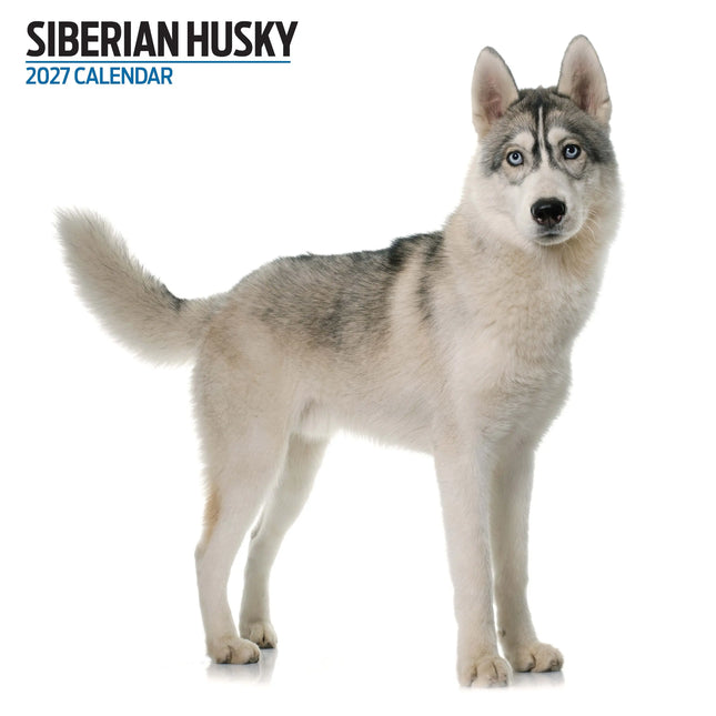 Magnet & Steel Siberian Husky Modern Kalender 2026