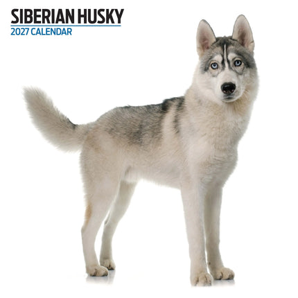 Magnet & Steel Siberian Husky Modern Kalender 2026