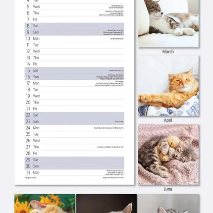 Magnet & Steel Sleepy Cat Kalender 2027 Slimline