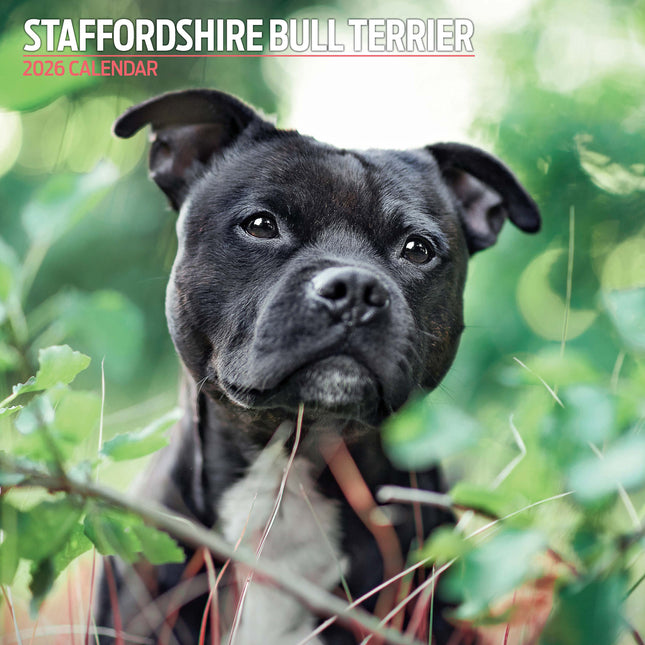 Magnet & Steel Staffordshire Bull Terrier Kalender 2026