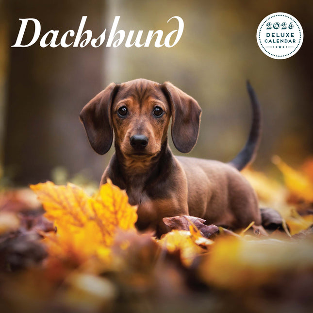 Magnet & Steel Teckel Kalender 2026 Deluxe