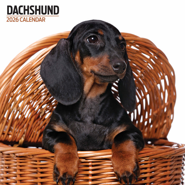 Magnet & Steel Teckel Modern Kalender 2026