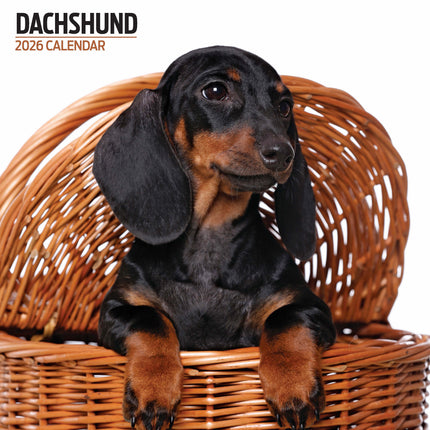 Magnet & Steel Teckel Modern Kalender 2027