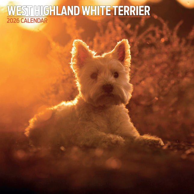 Magnet & Steel West Highland White Terrier Kalender 2026