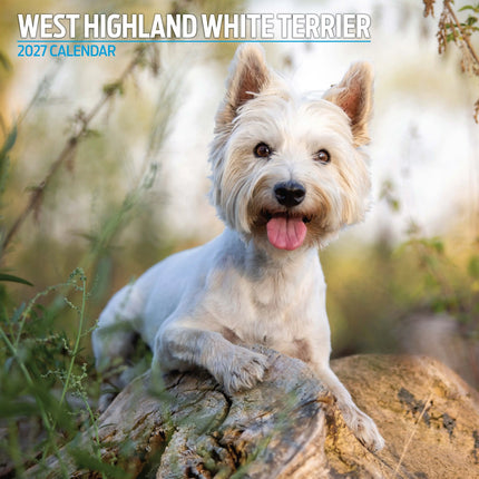 Magnet & Steel West Highland White Terrier Kalender 2027