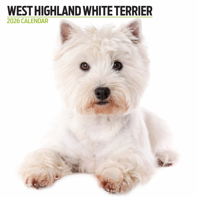 Magnet & Steel West Highland White Terrier Modern Kalender 2026