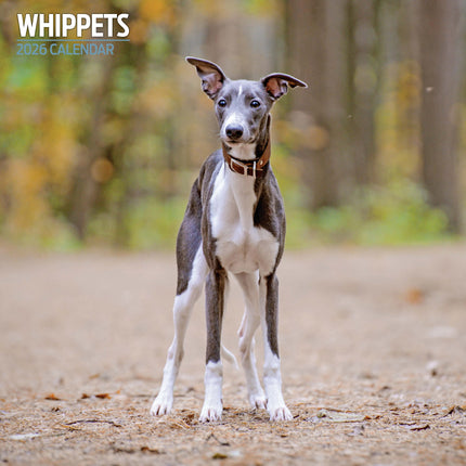 Magnet & Steel Whippet Kalender 2026
