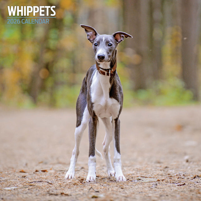 Magnet & Steel Whippet Kalender 2027