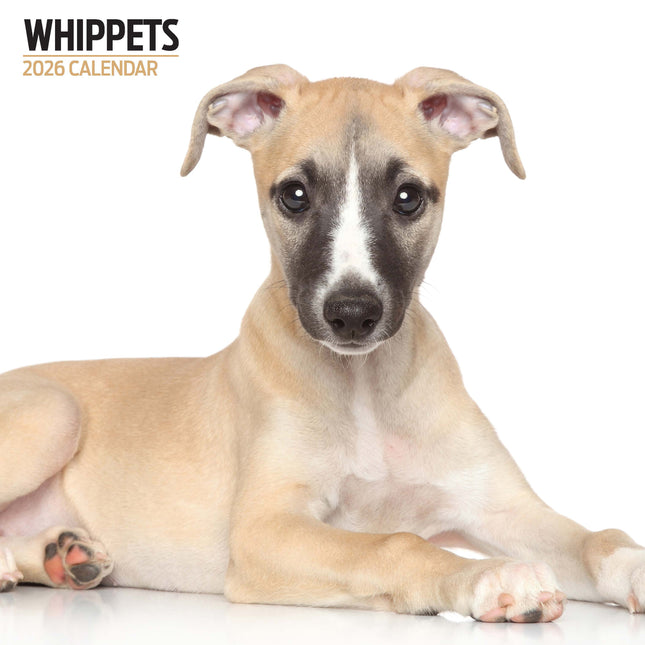 Magnet & Steel Whippet Modern Kalender 2026