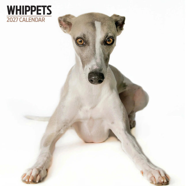 Magnet & Steel Whippet Modern Kalender 2027