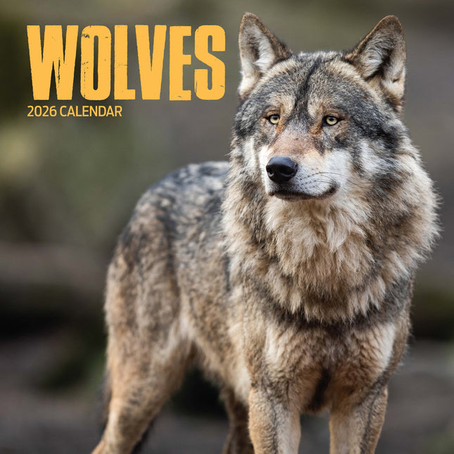 Magnet & Steel Wolven Kalender 2026