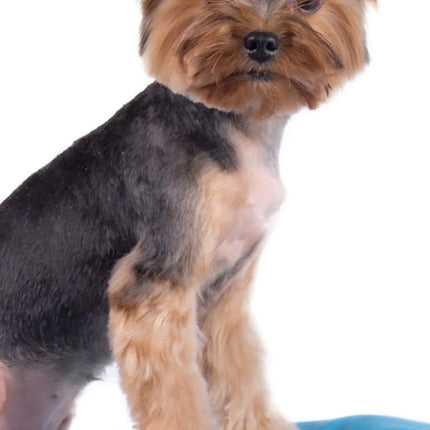 Magnet & Steel Yorkshire Terrier Kalender 2026 Slimline