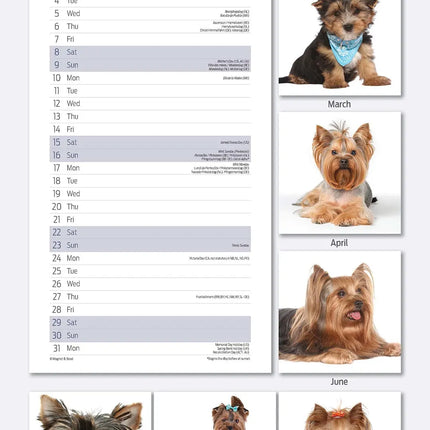 Magnet & Steel Yorkshire Terrier Kalender 2026 Slimline