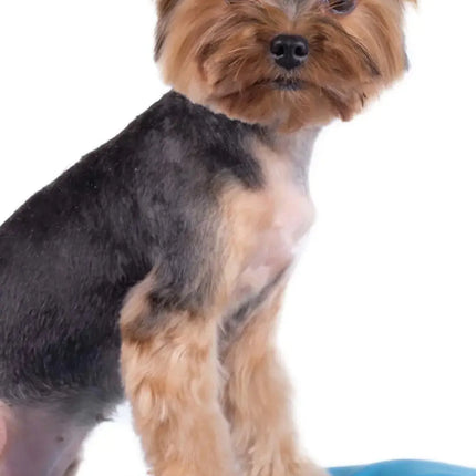 Magnet & Steel Yorkshire Terrier Kalender 2027 Slimline