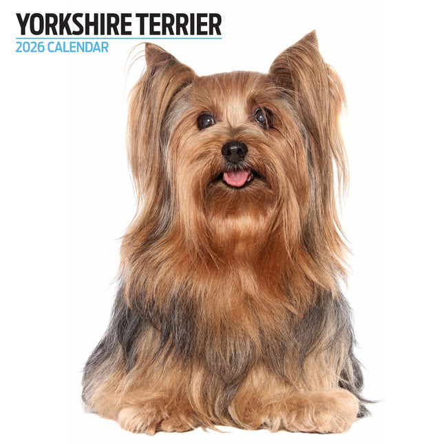 Magnet & Steel Yorkshire Terrier Modern Kalender 2026