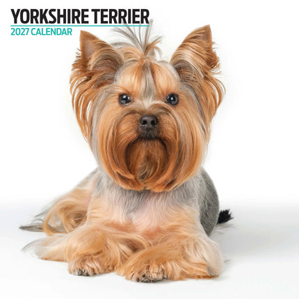 Magnet & Steel Yorkshire Terrier Modern Kalender 2027