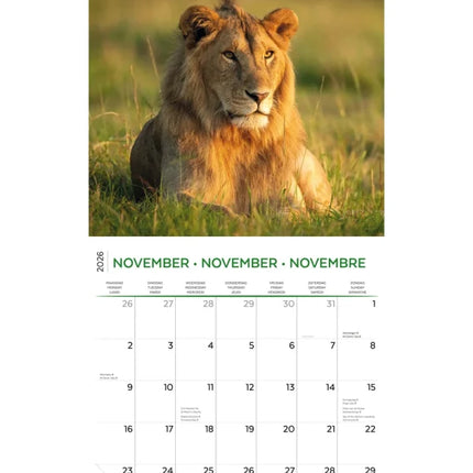 Plenty Gifts Amazing Wildlife Kalender 2026