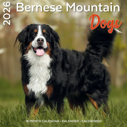 Plenty Gifts Berner Sennen Kalender 2026