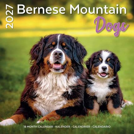 Plenty Gifts Berner Sennen Kalender 2027