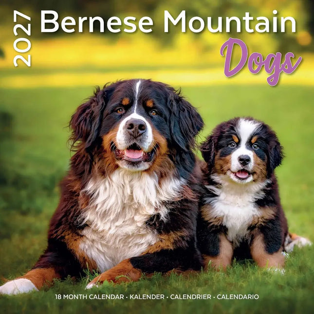 Plenty Gifts Berner Sennen Kalender 2027