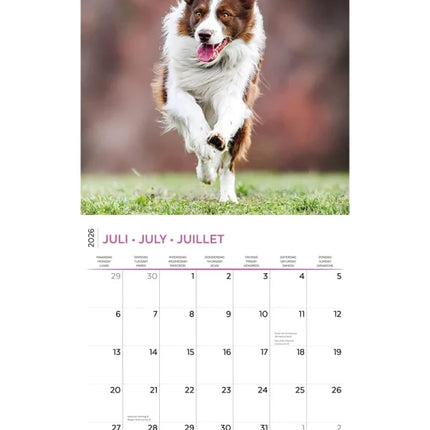 Plenty Gifts Border Collie Kalender 2026
