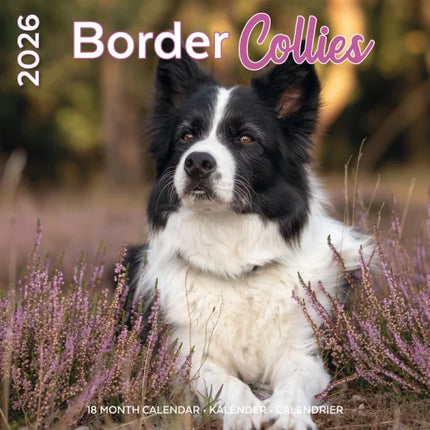 Plenty Gifts Border Collie Kalender 2026