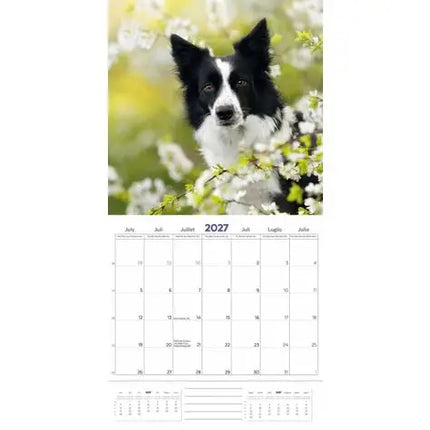 Plenty Gifts Border Collie Kalender 2027