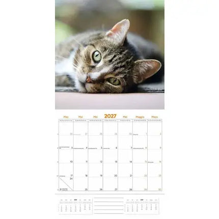Plenty Gifts Cat Lovers Kalender 2027