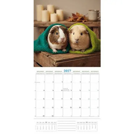 Plenty Gifts Cavia Studio Kalender 2027