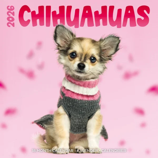 Plenty Gifts Chihuahua Studio Kalender 2026