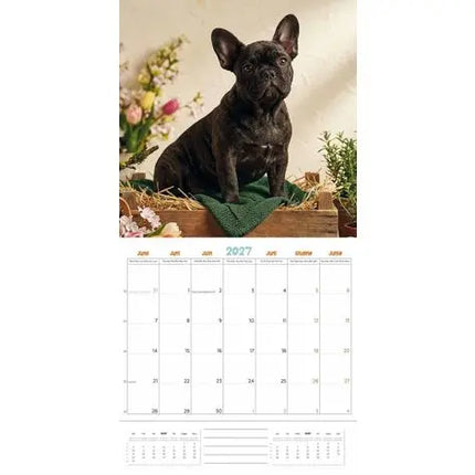 Plenty Gifts Franse Bulldog Studio Kalender 2027