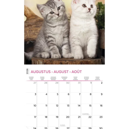 Plenty Gifts I Love Kittens Kalender 2026