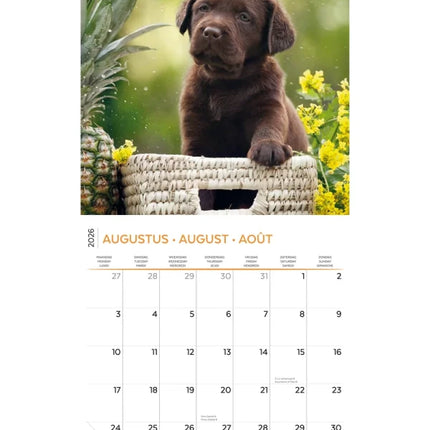Plenty Gifts Labrador Retriever Puppies Kalender 2027