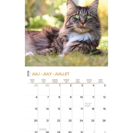 Plenty Gifts Maine Coon Kalender 2026