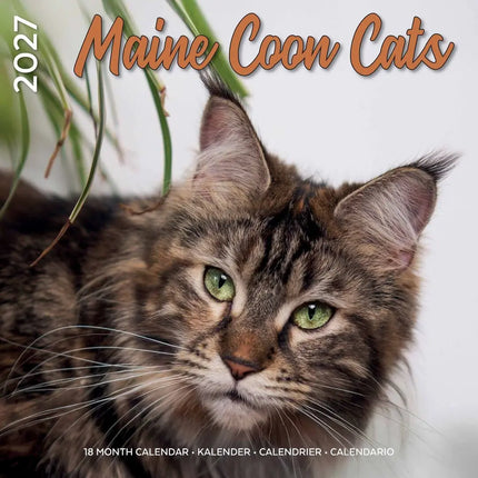 Plenty Gifts Maine Coon Kalender 2027