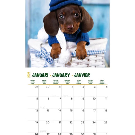 Plenty Gifts Teckel Studio Kalender 2026