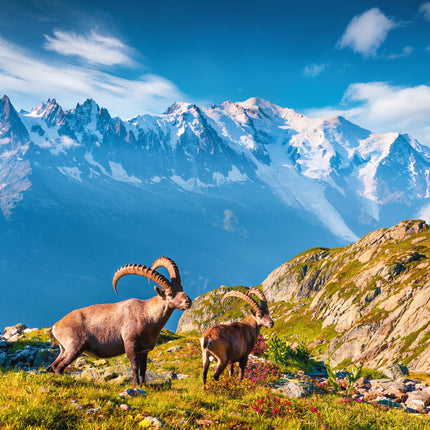 Presco Alpen Kalender 2026