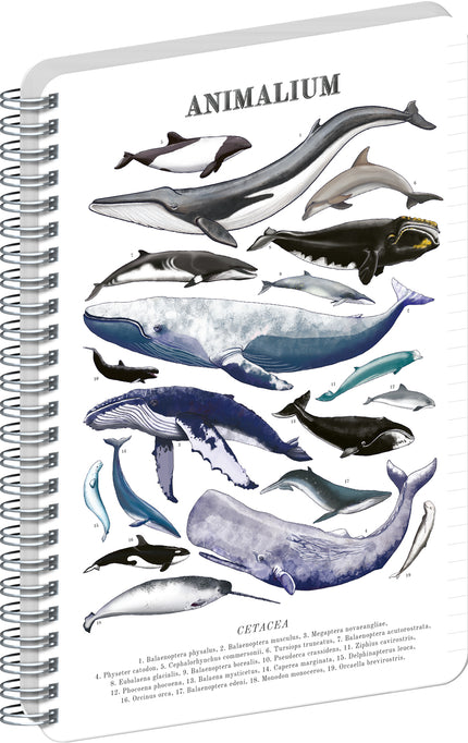 Presco Animalium – Felines Spiraal Notitieboek A4 Ruitjes