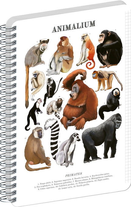 Presco Animalium – Primates Spiraal Notitieboek A5 Ruitjes