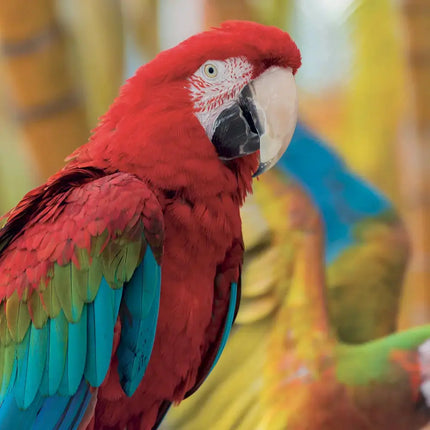 Presco Bedreigde Dieren Kalender 2027