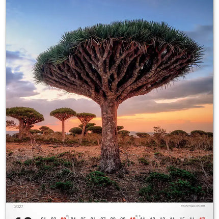 Presco Bomen Kalender 2027 Groot