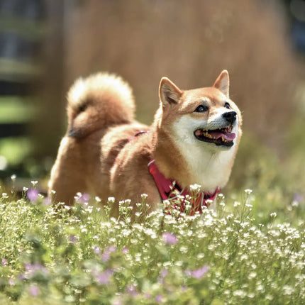 Presco Happy Dog Kalender 2027
