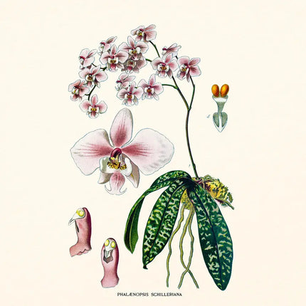 Presco Herbarium Kalender 2027