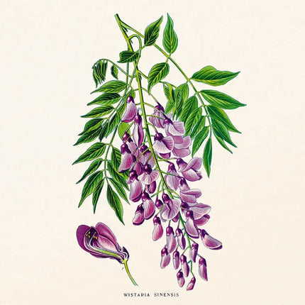 Presco Herbarium Kalender 2027