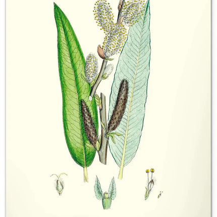 Presco Herbarium Kalender 2027 Groot