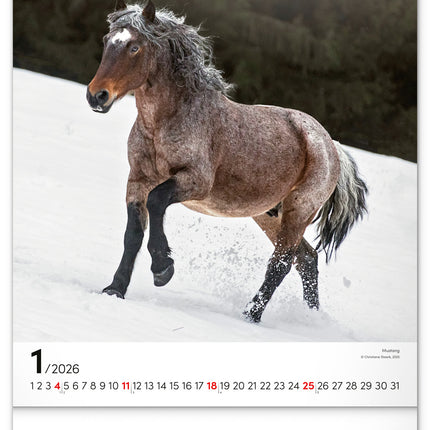 Presco Horses Kalender 2026